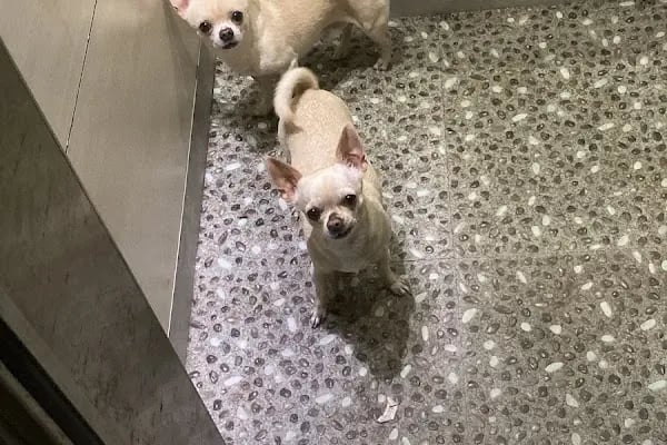 Alanya Veteriner Kliniği - Resim 14