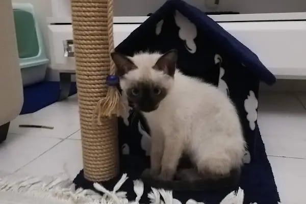 Alanya Veteriner Kliniği - Resim 20