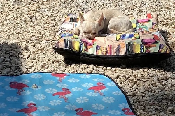 Alanya Veteriner Kliniği - Resim 17