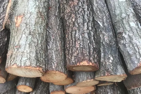 BAĞCILAR ODUN VE KÖMÜR DEPOSU - Resim 3