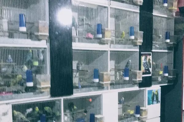 Topçuoğlu Akvaryum Ve Kuş Galerisi - Resim 14