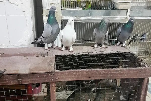 Topçuoğlu Akvaryum Ve Kuş Galerisi - Resim 5