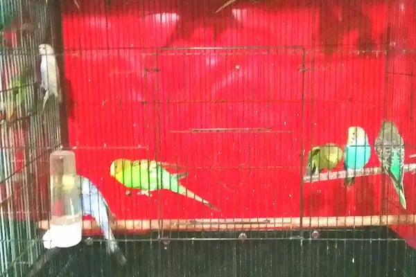 Topçuoğlu Akvaryum Ve Kuş Galerisi - Resim 15
