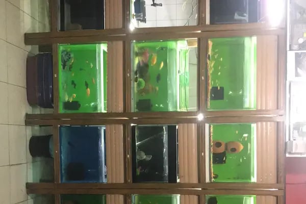 Topçuoğlu Akvaryum Ve Kuş Galerisi - Resim 19