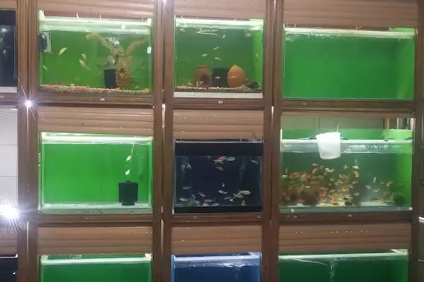 Topçuoğlu Akvaryum Ve Kuş Galerisi - Resim 18