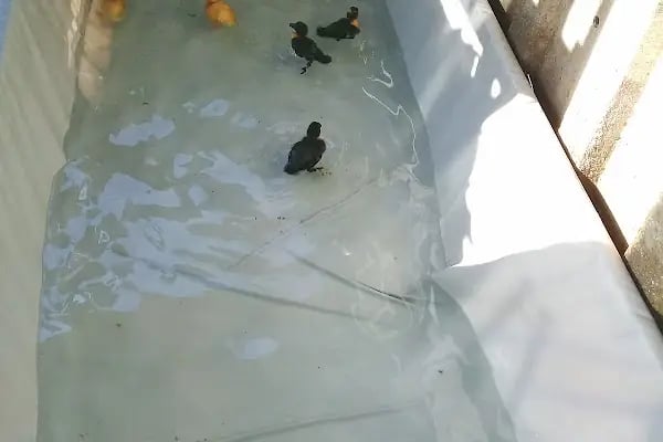 Topçuoğlu Akvaryum Ve Kuş Galerisi - Resim 12