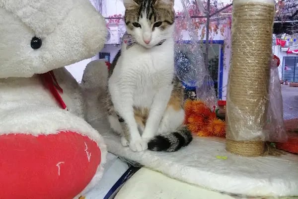 Coco's house petshop - Resim 16