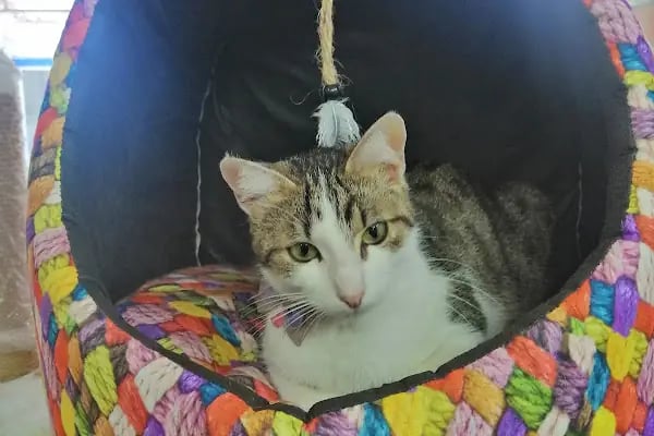 Coco's house petshop - Resim 10
