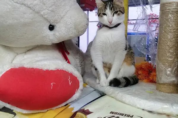 Coco's house petshop - Resim 11