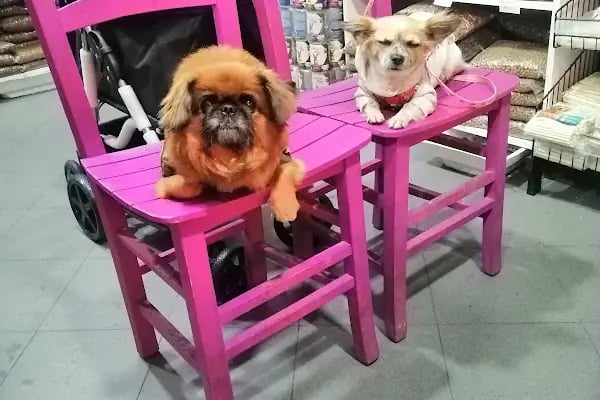 Coco's house petshop - Resim 4