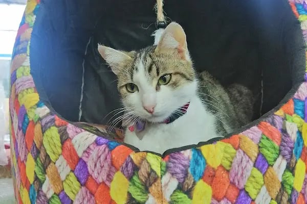 Coco's house petshop - Resim 14