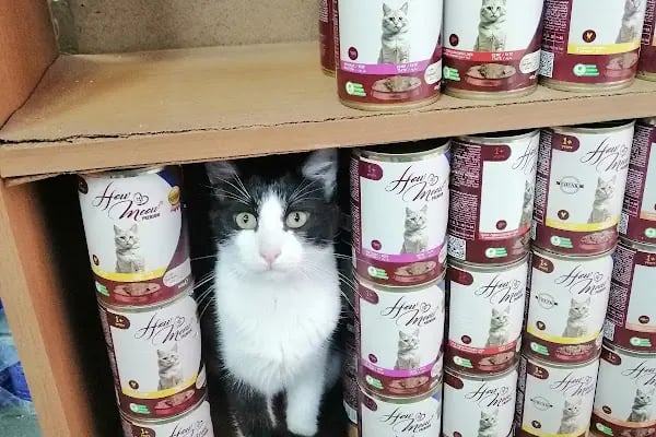 Coco's house petshop - Resim 6