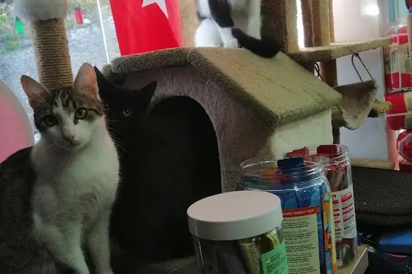 Coco's house petshop - Resim 9