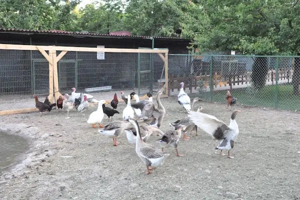 Doktorun Bahçesi - Resim 13
