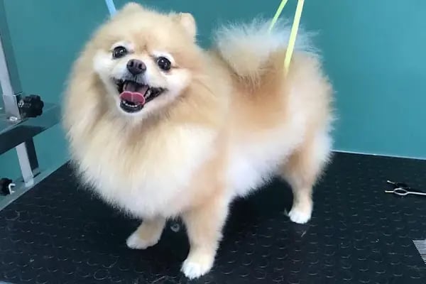 Angel Pet Shop ve Pet Kuaför - Resim 5