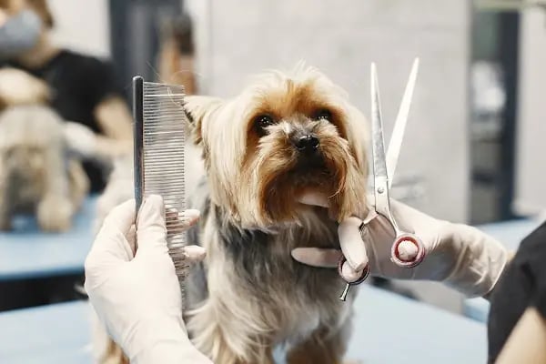 Angel Pet Shop ve Pet Kuaför - Resim 3