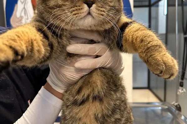 Dr. Pati Veteriner Kliniği - Resim 3