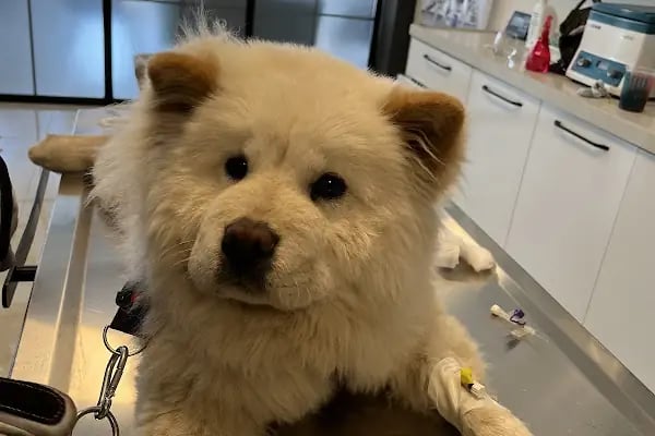 Dr. Pati Veteriner Kliniği - Resim 4