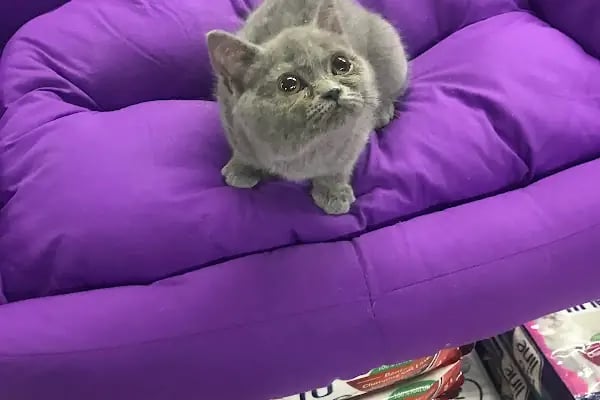 Osmanlı Petshop - Resim 7