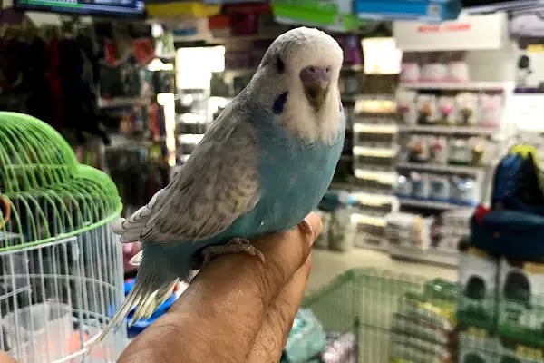 Osmanlı Petshop - Resim 4
