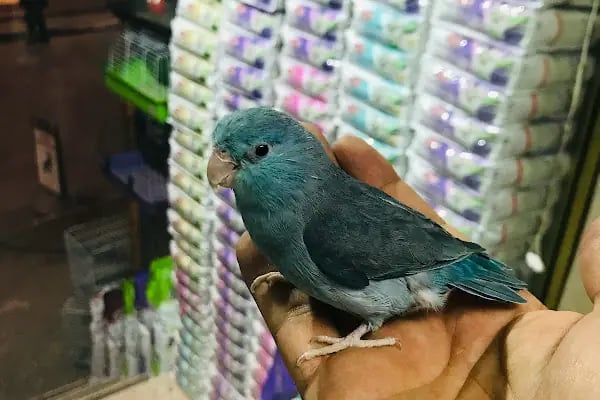 Osmanlı Petshop - Resim 13