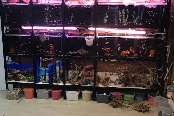 Osmanlı Petshop - Resim 16