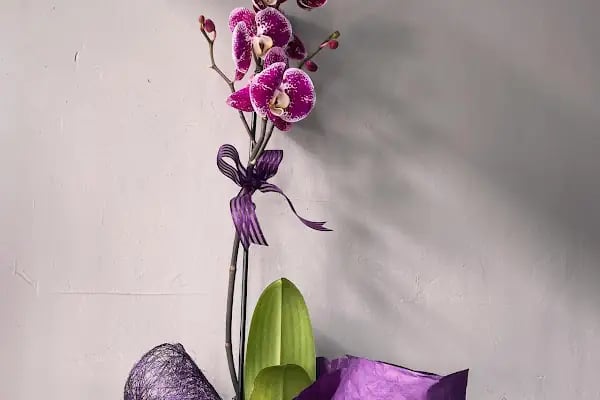 Zila Flowers - Resim 8
