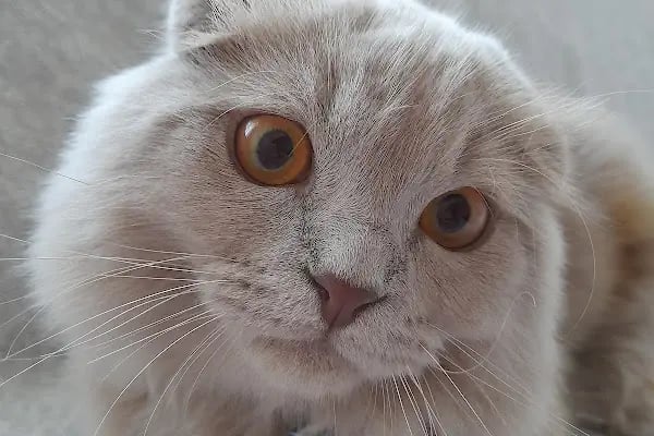 A Vet Avrupa Veteriner Kliniği - Resim 7