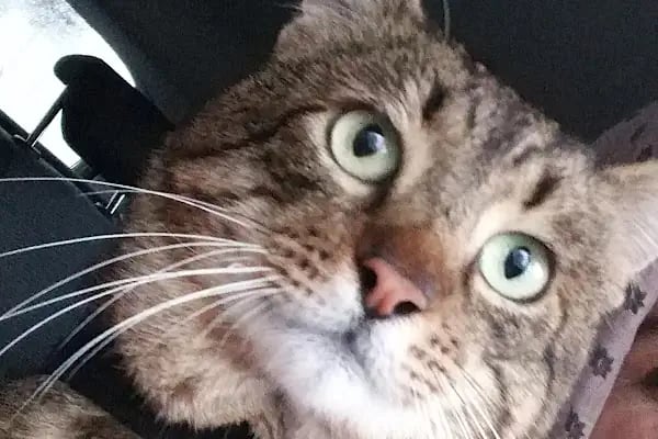 A Vet Avrupa Veteriner Kliniği - Resim 13