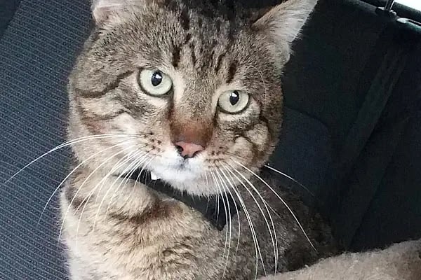 A Vet Avrupa Veteriner Kliniği - Resim 3