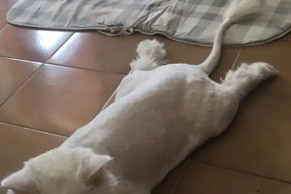 A Vet Avrupa Veteriner Kliniği - Resim 17