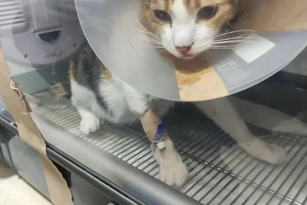 A Vet Avrupa Veteriner Kliniği - Resim 2