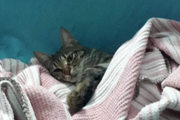 A Vet Avrupa Veteriner Kliniği - Resim 18