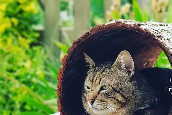 A Vet Avrupa Veteriner Kliniği - Resim 8