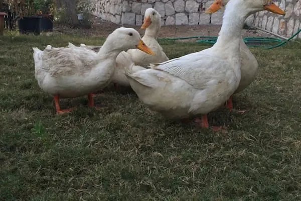 Zeytindalı Kahvalti Mangal - Resim 5