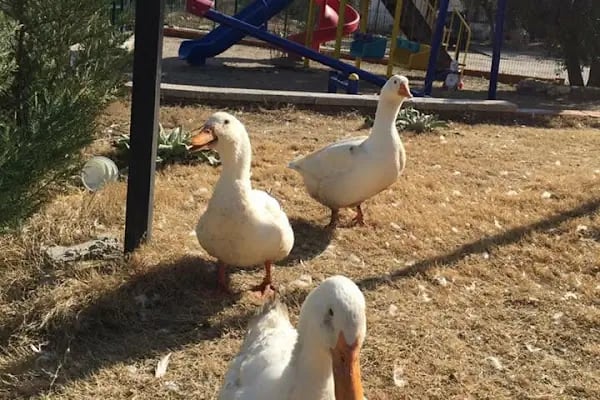 Zeytindalı Kahvalti Mangal - Resim 10