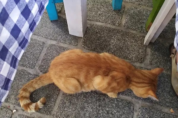 Çat Kapı Restaurant - Resim 10