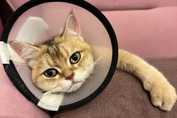 New Veteriner Kliniği - Resim 9