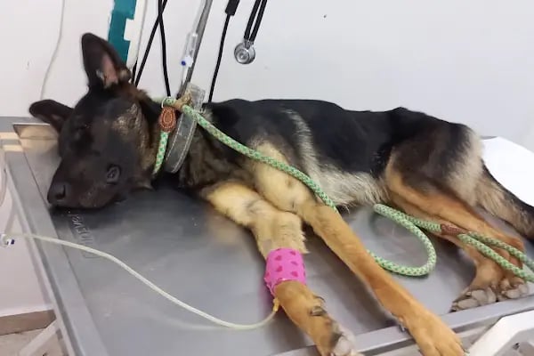 Kocapınar Veteriner Kliniği - Resim 1