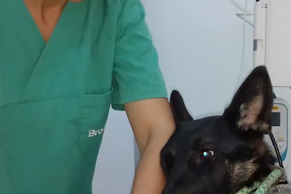 Kocapınar Veteriner Kliniği - Resim 8