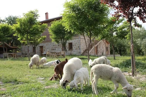 Yaşayan Köy Müze Otel - Resim 9