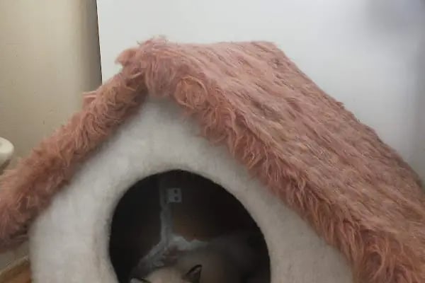 İkra petshop - Resim 5