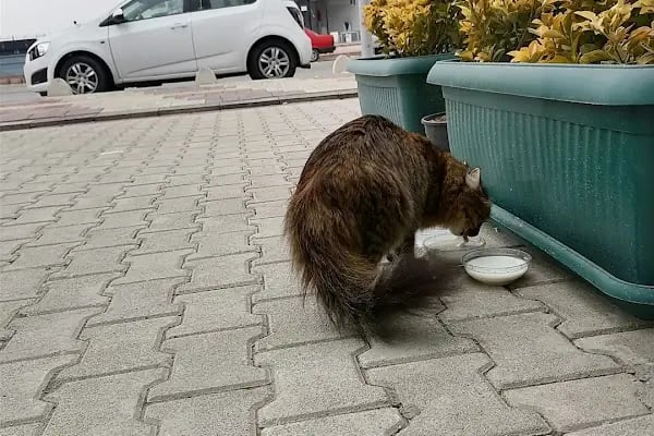 Malatya Fizyoterapist Rukiye Topal - Fizyoterapi ve Rehabilitasyon - Resim 9