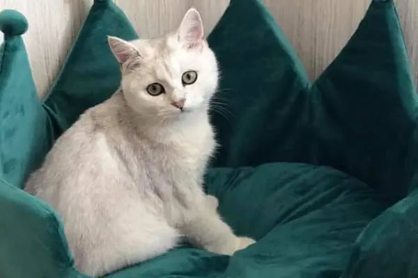 Nesil Akvaryum Petshop - Resim 13