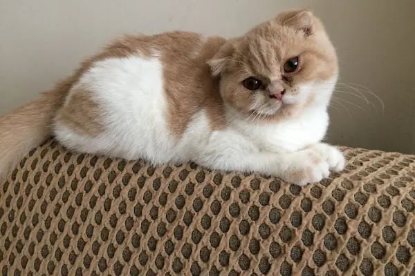 Nesil Akvaryum Petshop - Resim 4