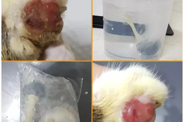 BULUT Veteriner Kliniği - Resim 3