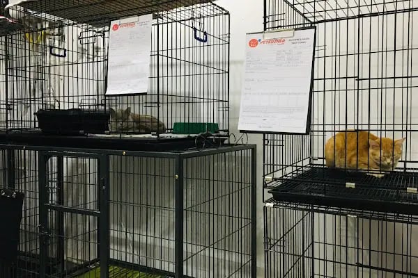 VET plus Veteriner Polikliniği 7/24 Acil - Resim 9