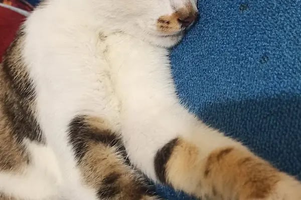 VET plus Veteriner Polikliniği 7/24 Acil - Resim 19