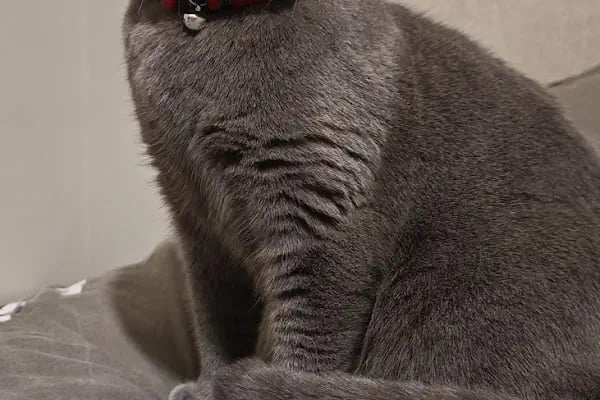 VET plus Veteriner Polikliniği 7/24 Acil - Resim 7