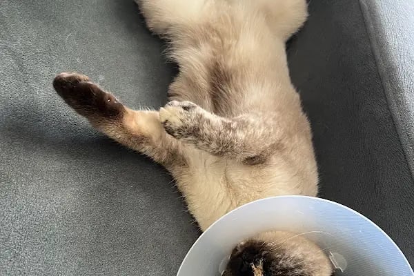 VET plus Veteriner Polikliniği 7/24 Acil - Resim 20